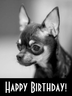 Cartes Chiwawa D Anniversaire Zazzle Fr Cartes Chiwawa D Anniversaire Zazzle Fr