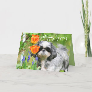 Bonne Carte de voeux Spring Shih Tzu Girl