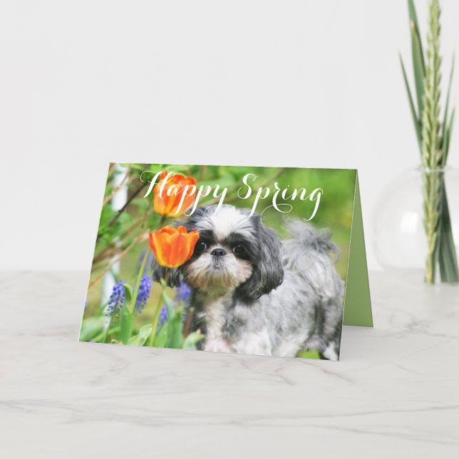 Bonne Carte de voeux Spring Shih Tzu Girl (Devant)