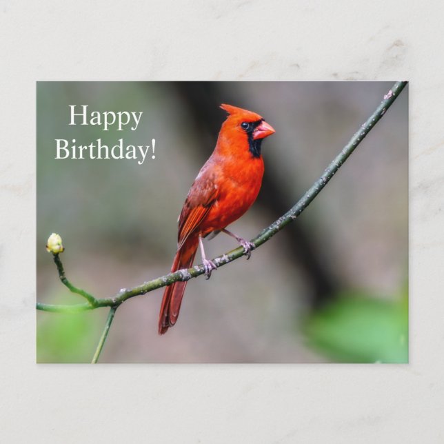 Bonne carte postale Cardinal d'anniversaire (Devant)