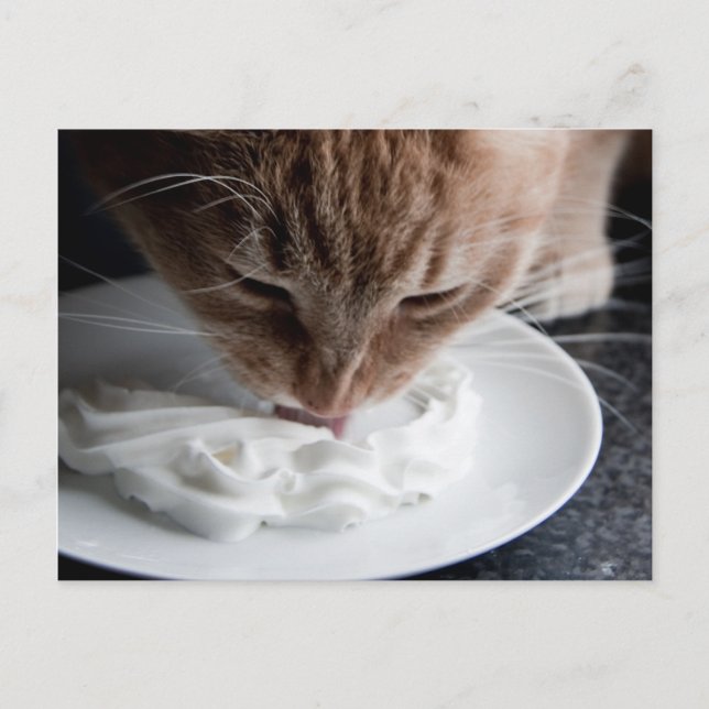 Bonne carte postale de chat (Devant)