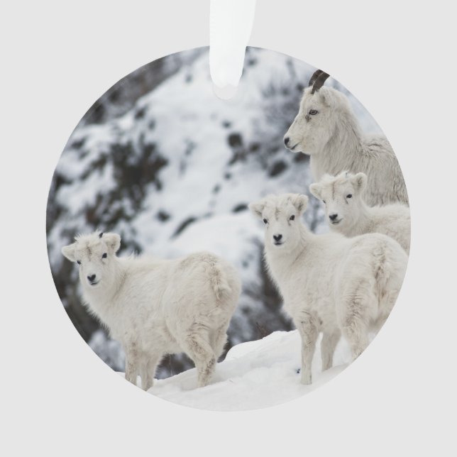 Bonne famille de moutons (devant)