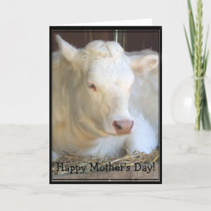 Bonne fête des mères Carte de voeux de vache blanc