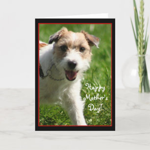 Bonne fête des mères Carte Jack Russell Terrier