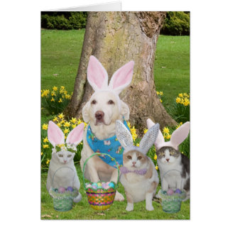 Bonnets de chat et de chien mignons