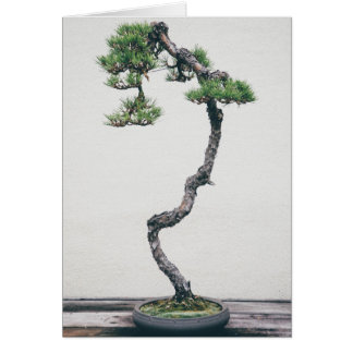 Bonsaïs de pin