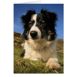 Border collie