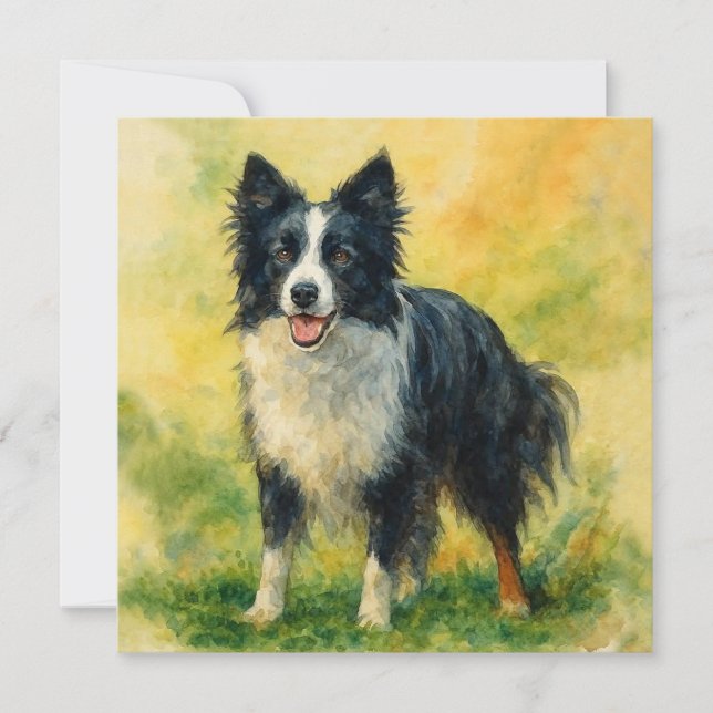 Border Collie (Devant)
