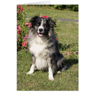 Border collie