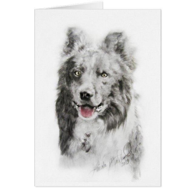 Border collie (Devant)