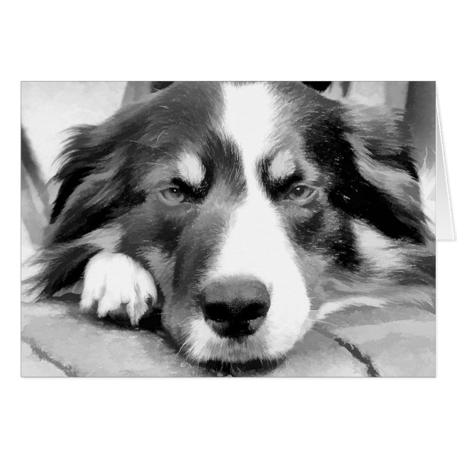BORDER COLLIE CARD (Devant horizontal)