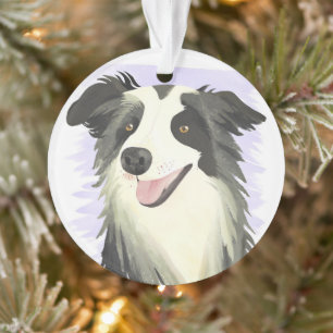Border Collie Chien Beau Animal De Compagnie Aqu