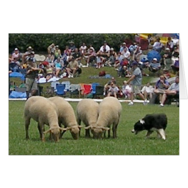 Border Collie en Action (Devant horizontal)