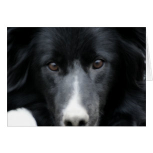 Border collie noir font face à la carte de chien