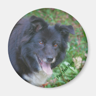 Border Collie Smiling Cute Dog Magnet