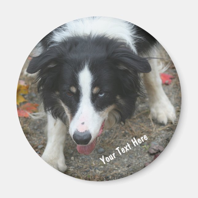 Border Collie Stare Dog Magnet (Devant)