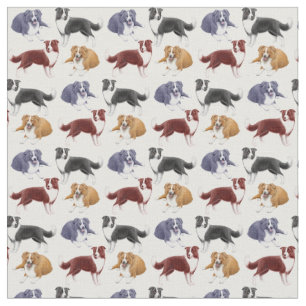 Border collie vivant en troupe le tissu de chiens