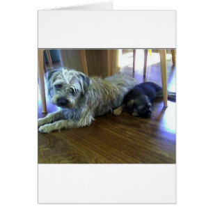 Border_Terrier_frères2.png