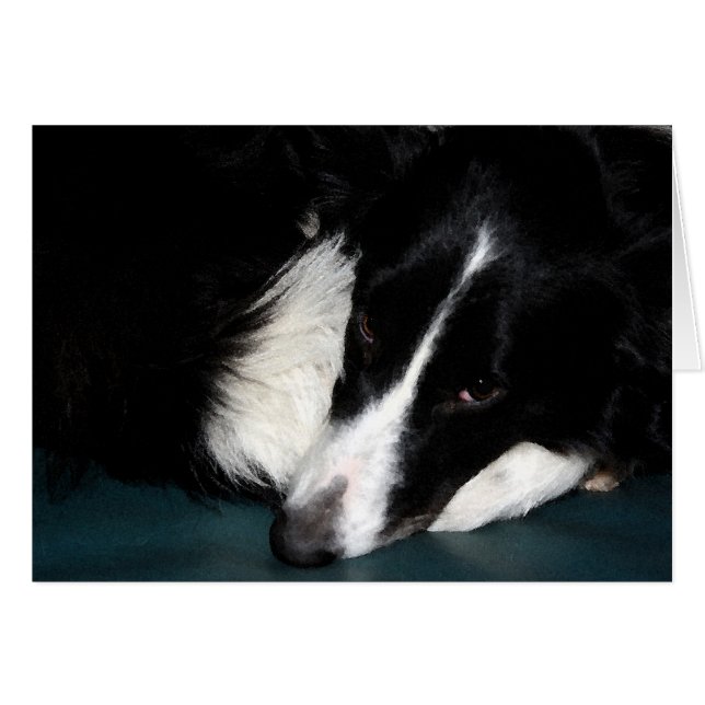 Bordure Collie (Devant horizontal)