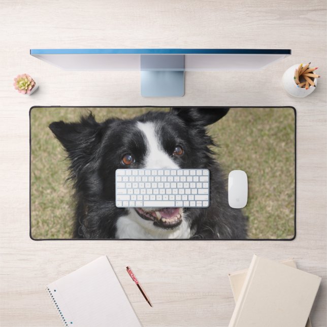 Bordure Collie (Bureau 1)