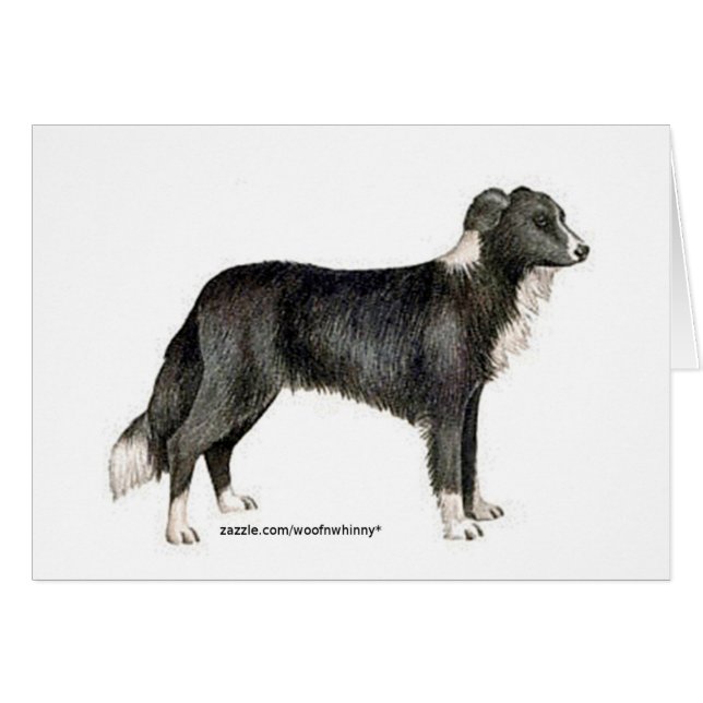 Bordure Collie (Devant horizontal)