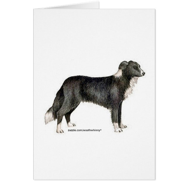 Bordure Collie (Devant)