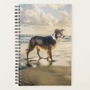Bordure Collie Beach Amusement   Chien