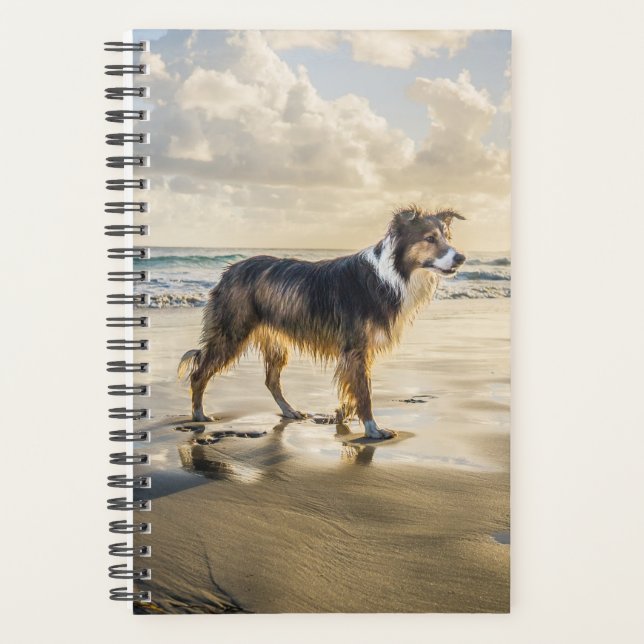 Bordure Collie Beach Amusement | Chien (Devant)