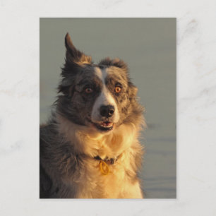 Bordure Collie Chien exécutant carte postale