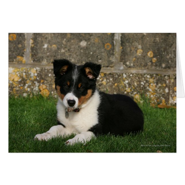 Bordure Collie Chiot avec feuille dans la bouche (Devant horizontal)