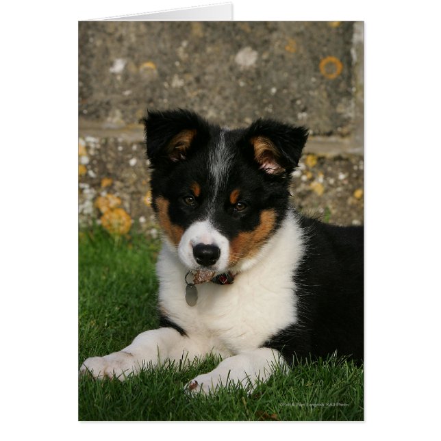 Bordure Collie Chiot avec feuille dans la bouche (Devant)
