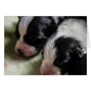 Bordure Collie Chiots nouveau-nés