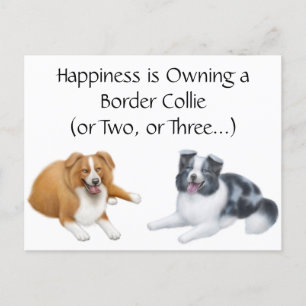 Bordure Collie Happy Carte postale