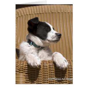 Bordure Collie Heeler Mix Chien Sleepy Chiot Photo