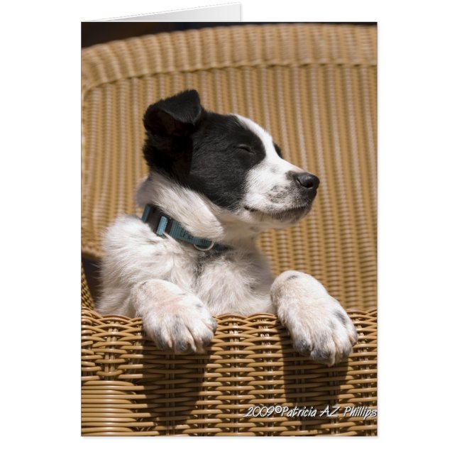 Bordure Collie Heeler Mix Chien Sleepy Chiot Photo (Devant)