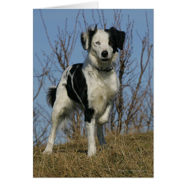 Bordure Collie Leg (Devant)