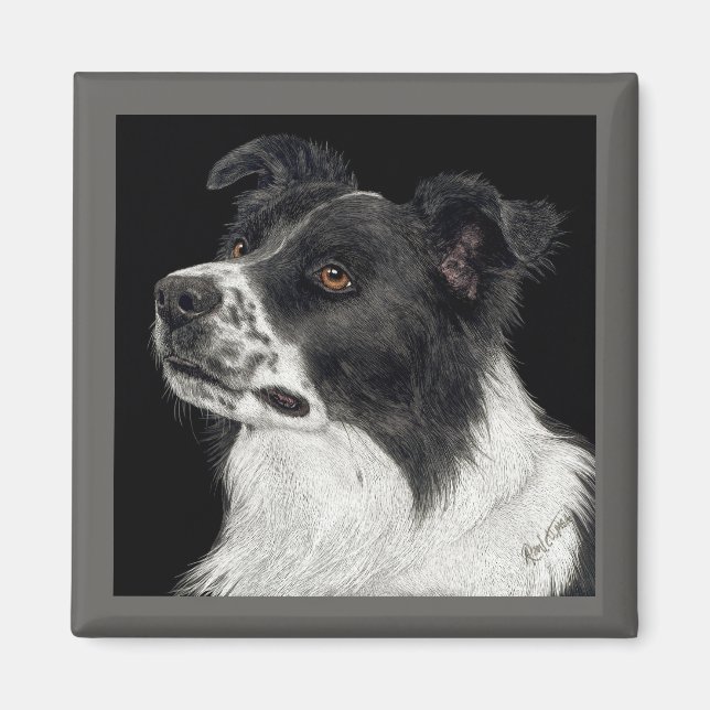 Bordure Collie Magnet - "Ben" (Devant)