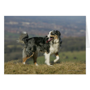 Bordure Collie Panne 2
