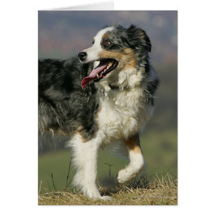 Bordure Collie Panne 2