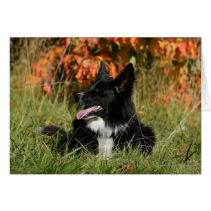 Bordure Collie Panne S'Étalant