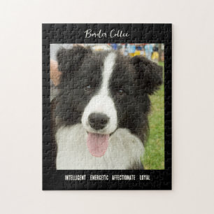 Bordure Collie Photo Chien race Jigsaw Puzzle Puzz