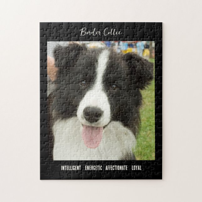Bordure Collie Photo Chien race Jigsaw Puzzle Puzz (Vertical)
