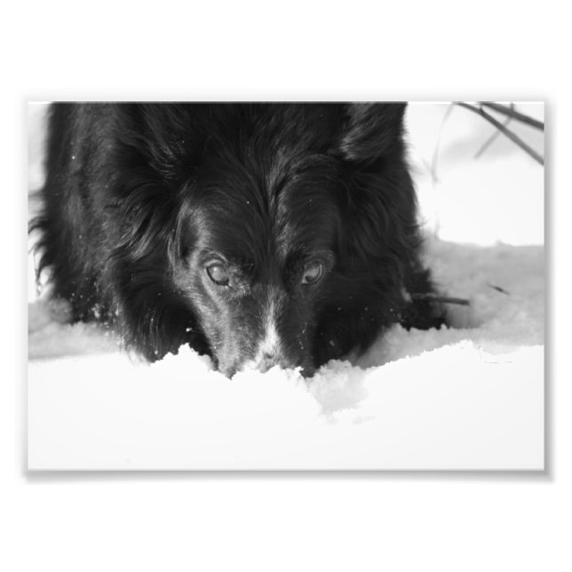 Bordure Collie Photo noir et blanc (Devant)