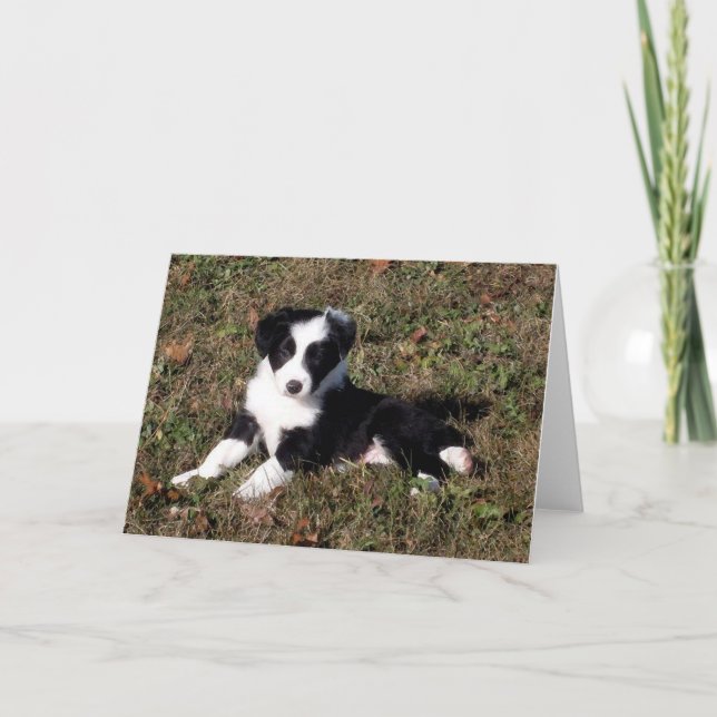 Bordure Collie Portrait de chien Vierge Carte de v (Devant)