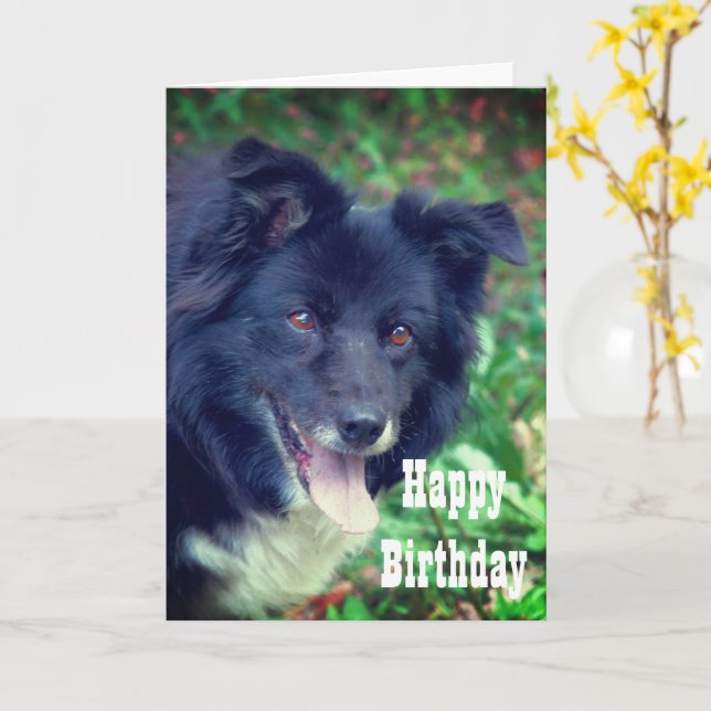 Bordure Collie souriant jolie carte d'anniversaire (Fleur jaune)