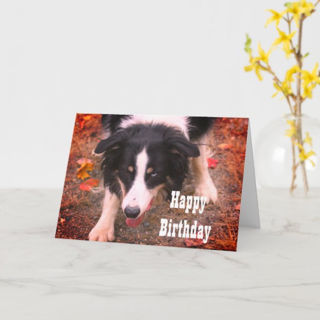 Bordure Collie Stare Chien Carte d'anniversaire (Fleur jaune)