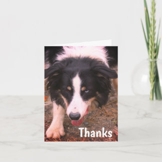 Bordure Collie Stare Chien Carte de remerciements