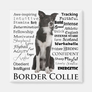 Bordure Collie Traits Magnet