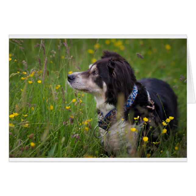 Bordure dans les papillons (Devant horizontal)