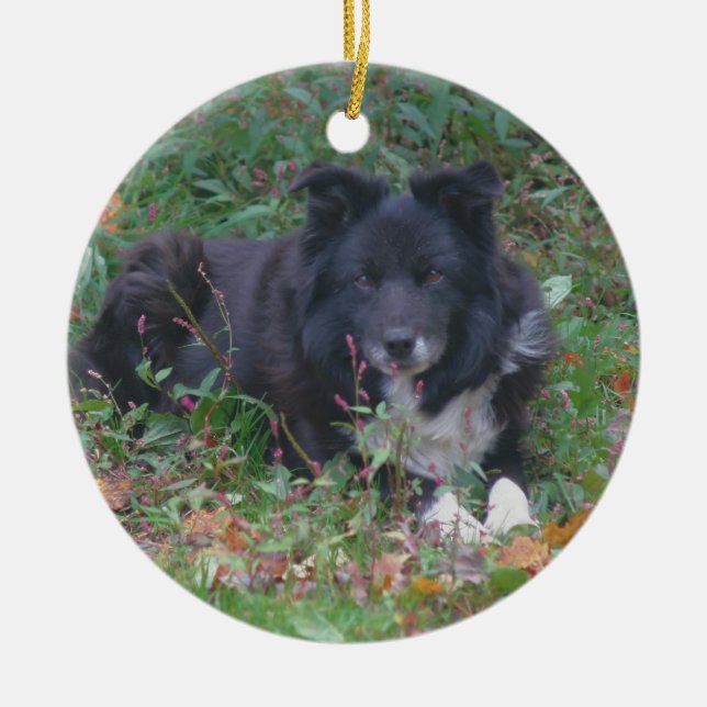 Bordure noire Collie jote Dog Ornement (Devant)